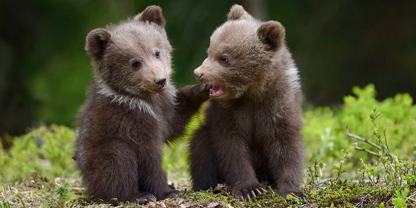 Brown Bear