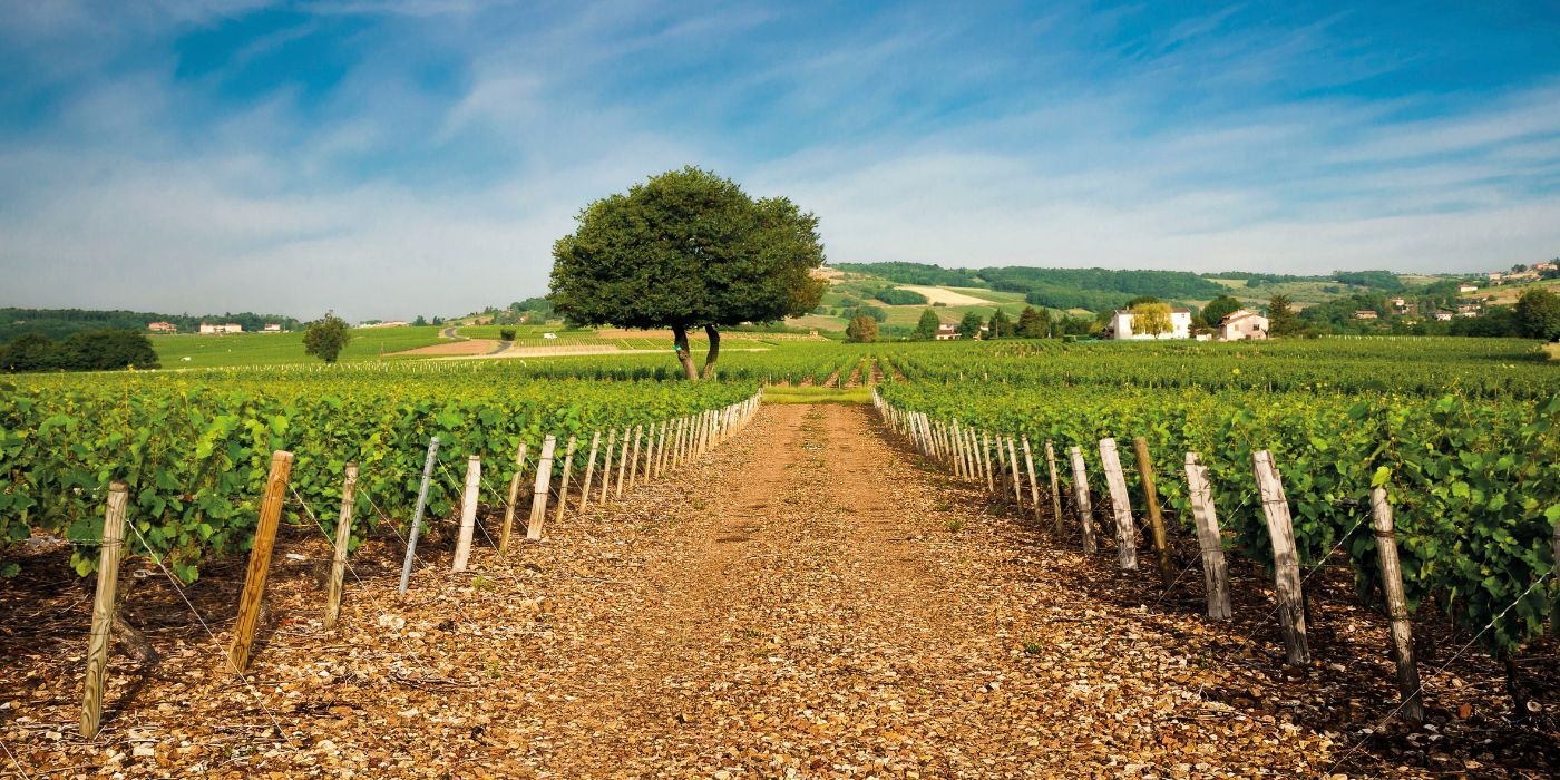 vineyard