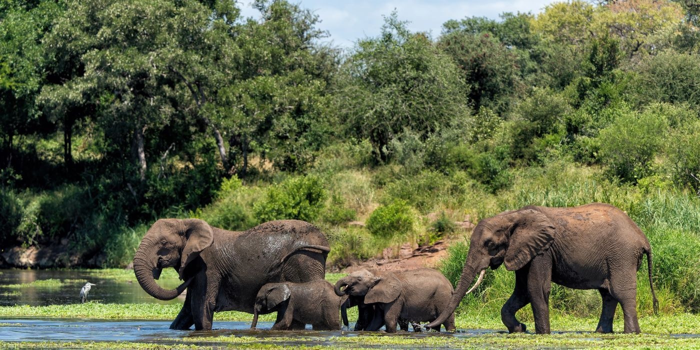 Kruger-National-Park