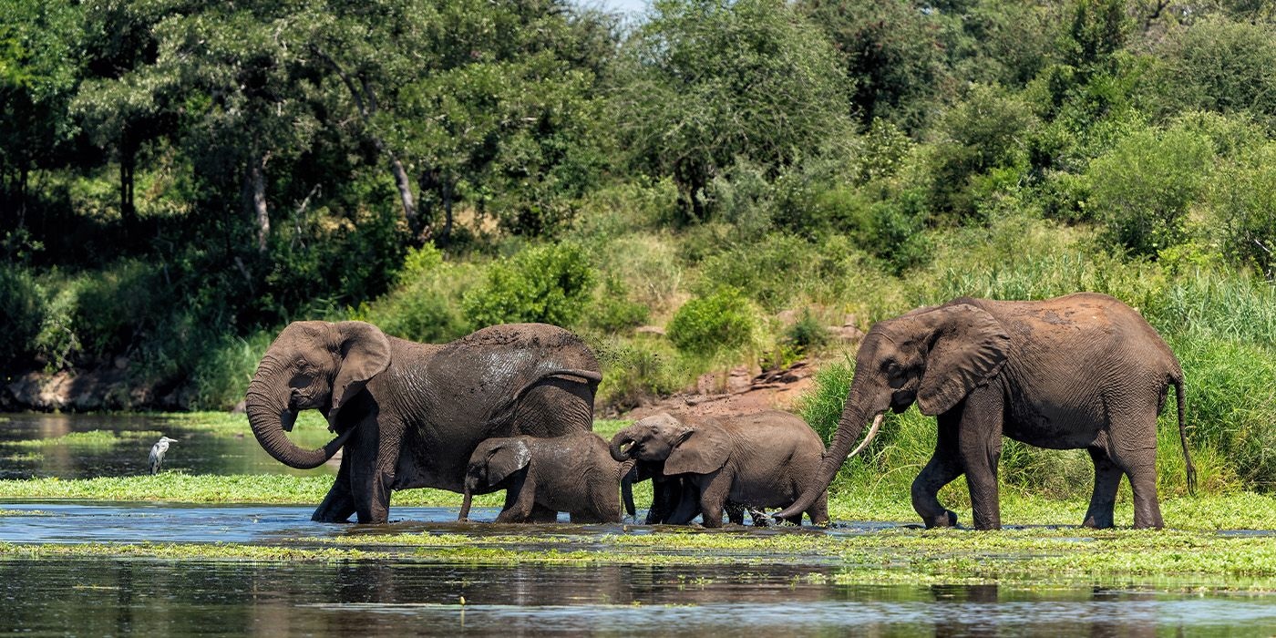 Elephant herd with calves crossing a river in Kruger National Park